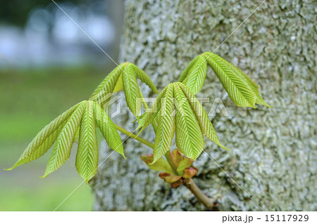 ホオの木の若葉 ホオの木の若葉 15117929