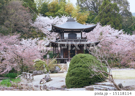 勧修寺の観音堂と桜 15118114