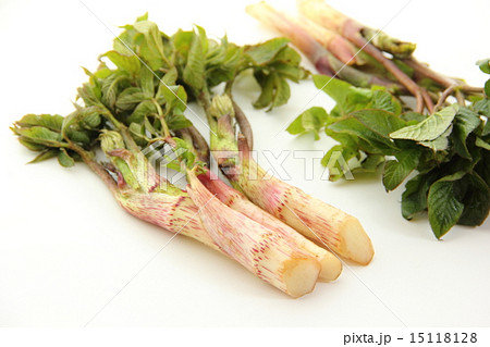 ウド ウド 15118128