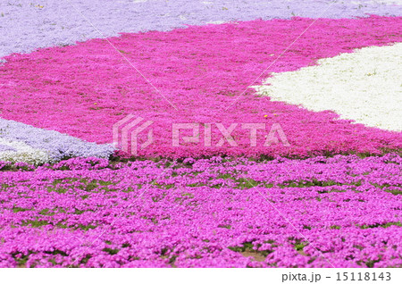 芝桜 芝桜 15118143