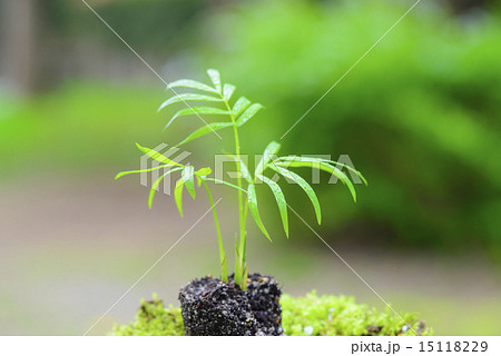 テーブルヤシ 15118229