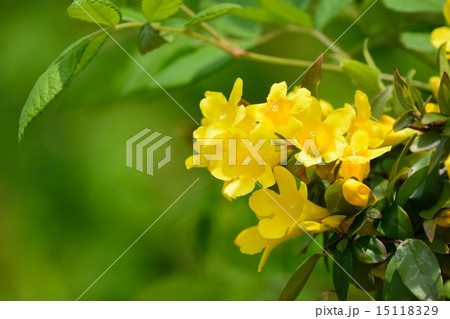 カロライナジャスミン 15118329