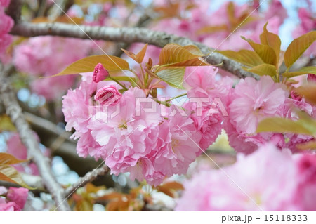 八重桜 八重桜 15118333