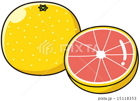 グレープフルーツ赤 15118353