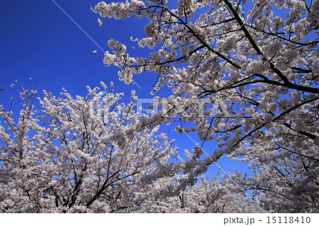 桜 15118410