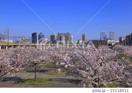 幕張メッセと桜 15118411