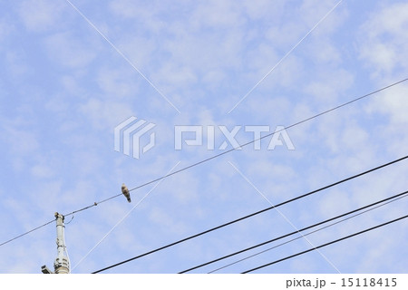 電線の鳩 電線の鳩 15118415