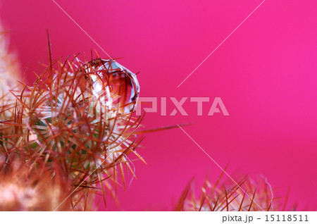 サボテンと水滴 15118511