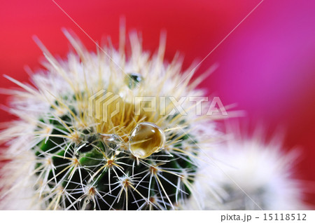 サボテンと水滴 15118512