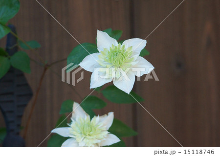 クレマチス　白万重　シロマンエと申します。 15118746