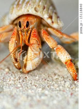 Beautiful hermit crab in his shell close up 15118840