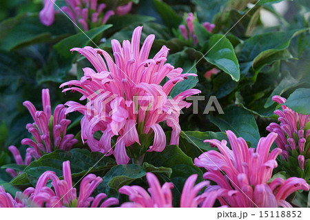 珊瑚花サンゴバナ フラミンゴプランツとも呼ばれます の写真素材
