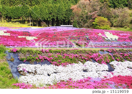 芝桜の里 15119059