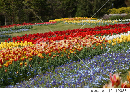 チューリップ畑 馬見丘陵公園 奈良県 の写真素材