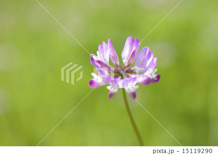 レンゲの花 15119290