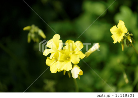 黄色いオオキバナカタバミの花と蕾 黄色いオオキバナカタバミの花と蕾 15119301