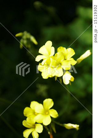 黄色いオオキバナカタバミの花と蕾の写真素材