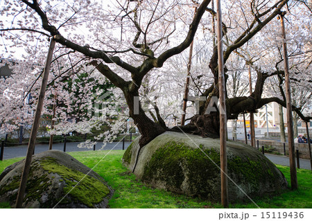 石割桜　盛岡地方裁判所 15119436