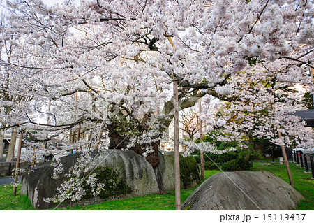 満開の石割桜　盛岡市 15119437