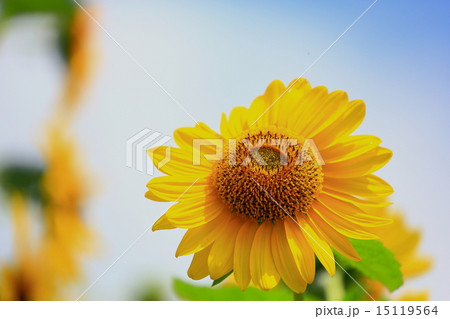 ヒマワリの花と青空 ヒマワリの花と青空 15119564
