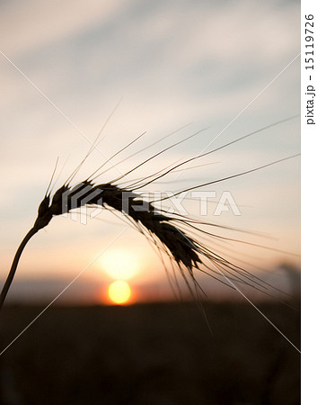 sunset behind on wheat field 15119726