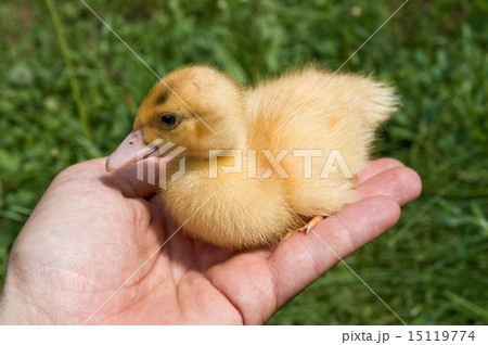 little duck in hand little duck in hand 15119774