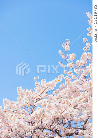 晴天の桜 晴天の桜 15119785