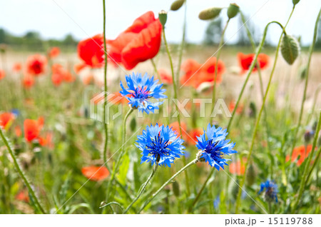 meadow of poppies and cornflowers meadow of poppies and cornflowers 15119788