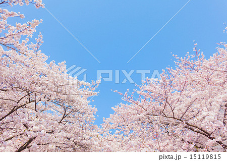 晴天の桜 15119815