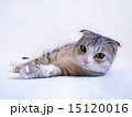 横たわる　スコティッシュフォールド 15120016
