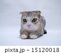伏せている　スコティッシュフォールド 15120018