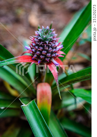 Pinapple plant 15120273
