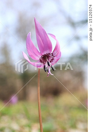 春の花 15120374