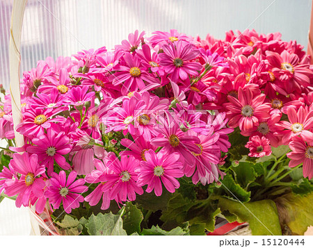 サイネリア 15120444