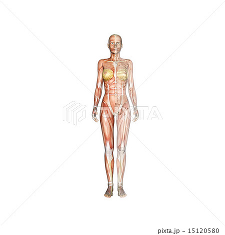 Muscle specimen female chest neck shoulder - Stock Illustration  [78526105] - PIXTA