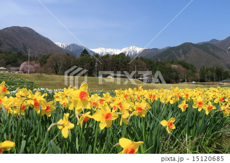 水仙畑とアルプス 15120685