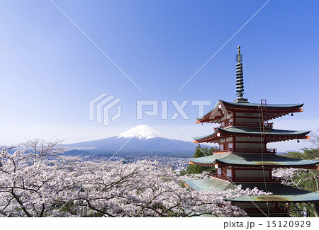富士山と満開の桜 新倉富士浅間神社 快晴青空 富士山と満開の桜 新倉富士浅間神社 快晴青空 15120929