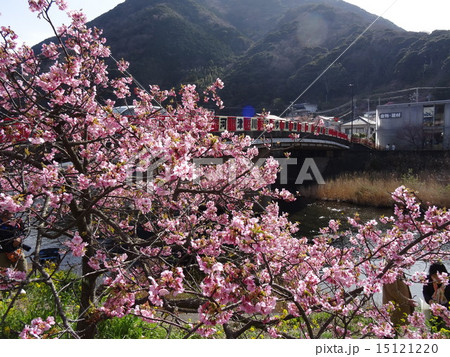 河津桜 河津桜 15121220