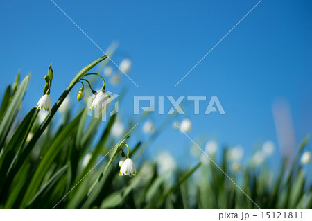 スノーフレイク スノーフレイク 15121811