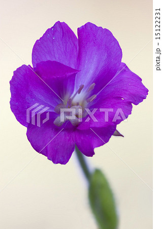 epilobium parviflorum hirstum 15122231