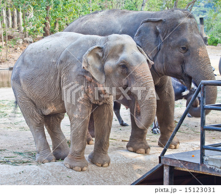 Elephant in a zoo 15123031