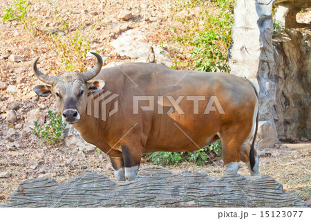 Banteng or Red Bull 15123077