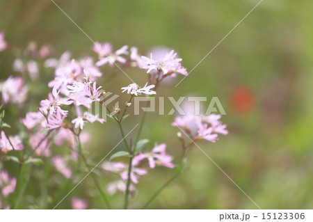 ナデシコ科 リクニス ピンクロビンの写真素材 ナデシコ科 リクニス ピンクロビンの写真素材