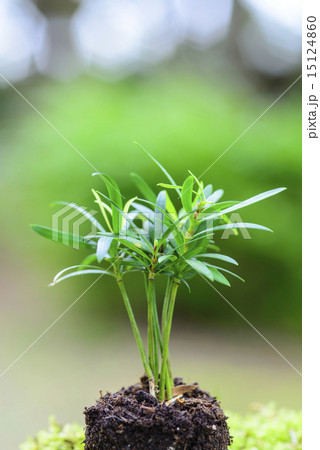 ラカンマキ　ラカンマキの幼木 15124860