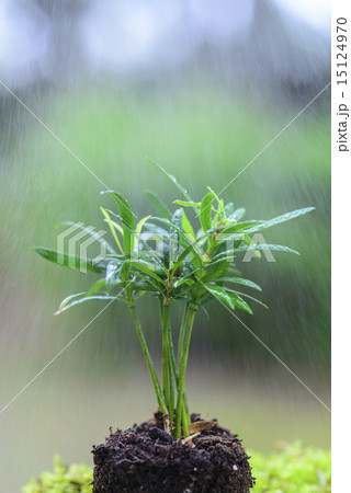 ラカンマキ　ラカンマキの幼木 15124970