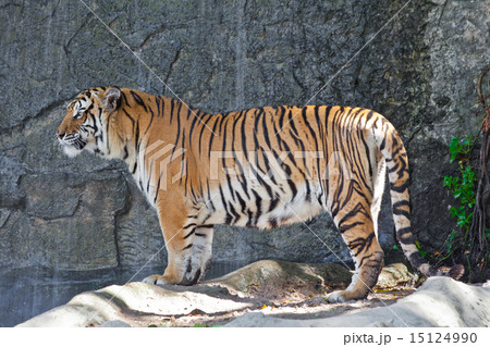 Siberian Tiger 15124990
