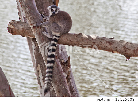 Ring-tailed lemur Ring-tailed lemur 15125008
