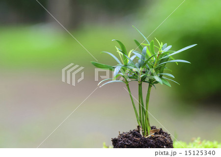 ラカンマキ　ラカンマキの幼木 15125340