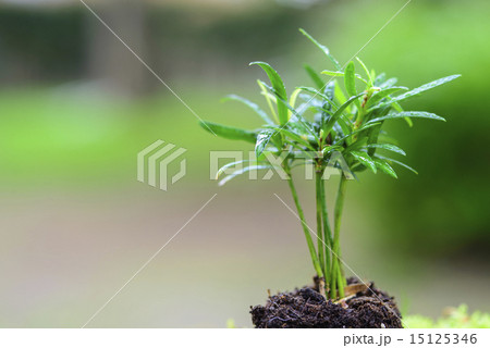 ラカンマキ　ラカンマキの幼木 15125346