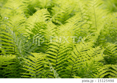 クサソテツ クサソテツ 15125498